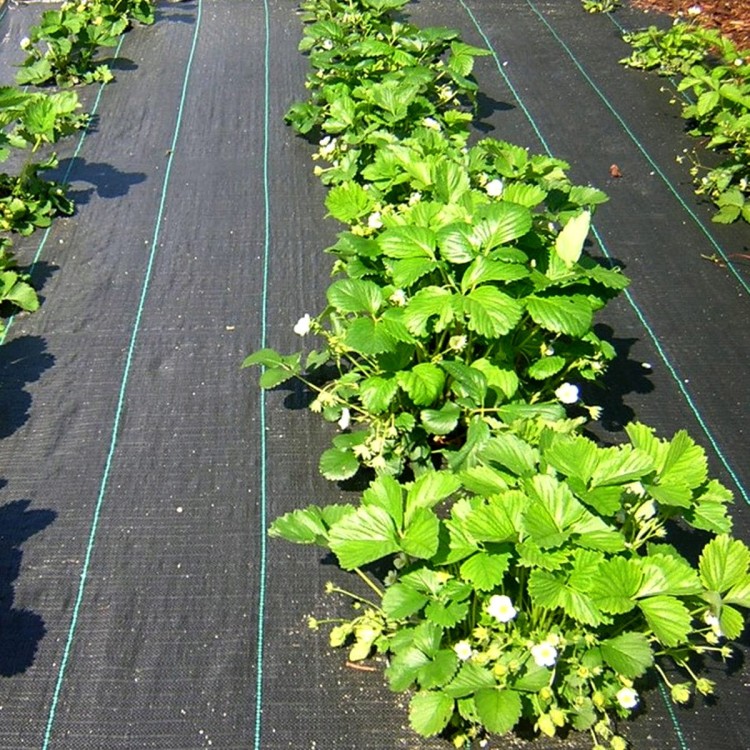 4c4bd418d6e67bd0ac6995ef93677e98